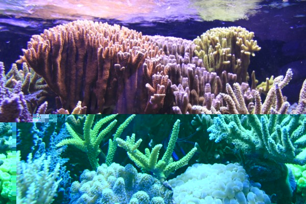 IMG_0747.JPG (362.43 Kio) Consulté 13515 fois IMG_0747.JPG