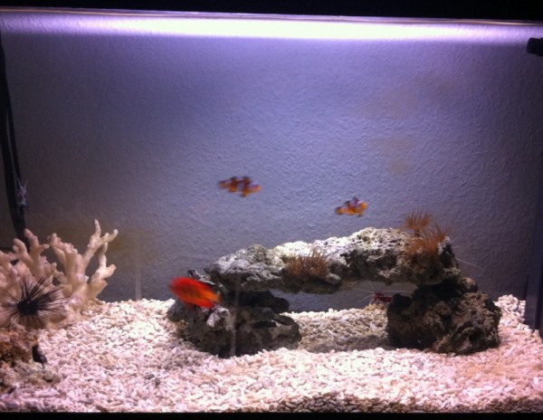 Mon aquarium