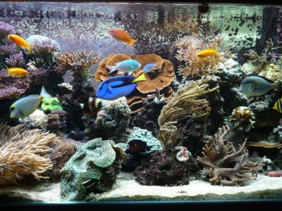 P1030243.JPG (201.39 Kio) Consulté 9758 fois P1030243.JPG