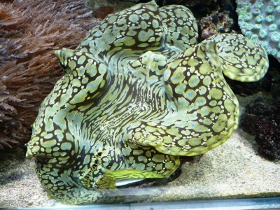 P1030273.JPG (203.67 Kio) Consulté 9756 fois P1030273.JPG