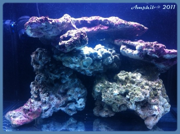 Amphibreef face.jpg (243.04 Kio) Consulté 55988 fois De face