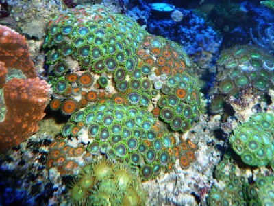 P1030257.JPG (213.02 Kio) Consulté 9312 fois P1030257.JPG