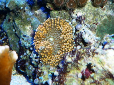 P1030258.JPG (163.8 Kio) Consulté 9758 fois P1030258.JPG