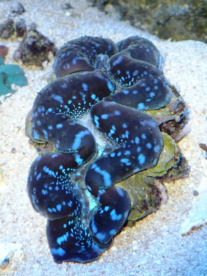 P1030263.JPG (476.9 Kio) Consulté 9757 fois P1030263.JPG