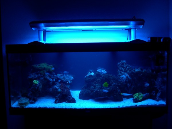 aquarium néons bleus.JPG
