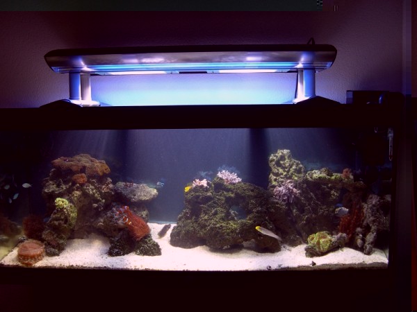 Aquarium avec nouveaux coraux.JPG