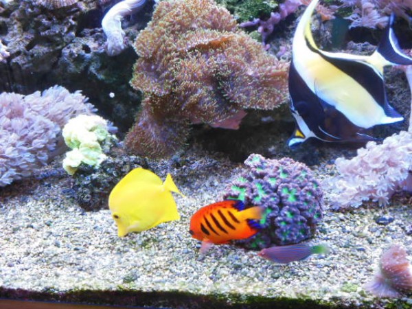 aquarium 007.JPG