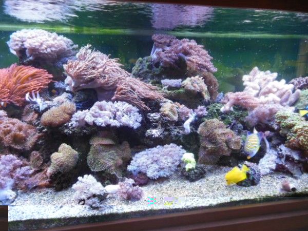 aquarium 004.JPG