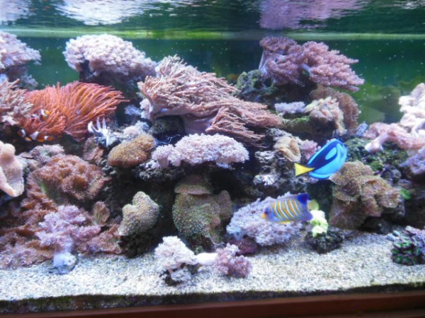 aquarium 002.JPG