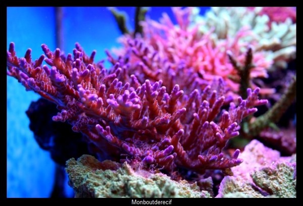 acropora valida.jpg