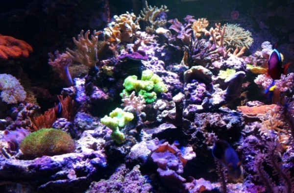 image.jpg (145.48 Kio) Consulté 76679 fois image.jpg