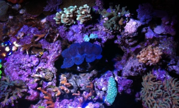 image.jpg (134.96 Kio) Consulté 75927 fois image.jpg