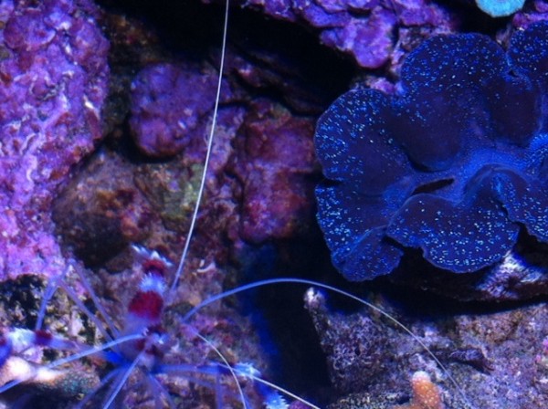 image.jpg (140.52 Kio) Consulté 75517 fois image.jpg