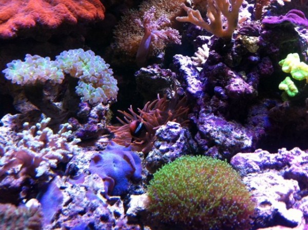 image.jpg (158.97 Kio) Consulté 75202 fois image.jpg