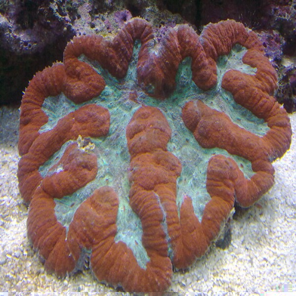 bac 24 lampe leds essais 30.11 90w 004.jpg bon.jpg (224.12 Kio) Consulté 10894 fois bac 24 lampe leds essais 30.11 90w 004.jpg bon.jpg