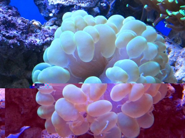 Bulle.jpg (81.37 Kio) Consulté 13563 fois Bulle.jpg