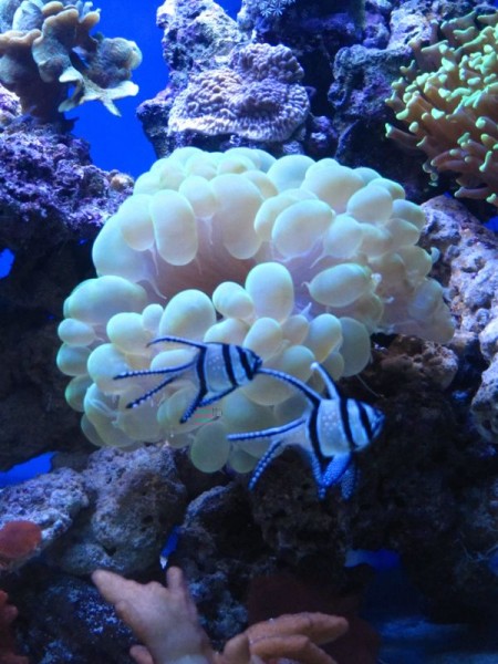 Bulle1.jpg (90.59 Kio) Consulté 13555 fois Bulle1.jpg