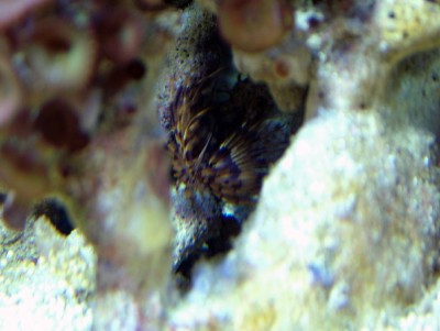 DSCF1260.jpg (146.82 Kio) Consulté 11614 fois DSCF1260.jpg