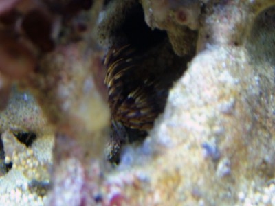 DSCF1257.jpg (156.1 Kio) Consulté 11604 fois DSCF1257.jpg