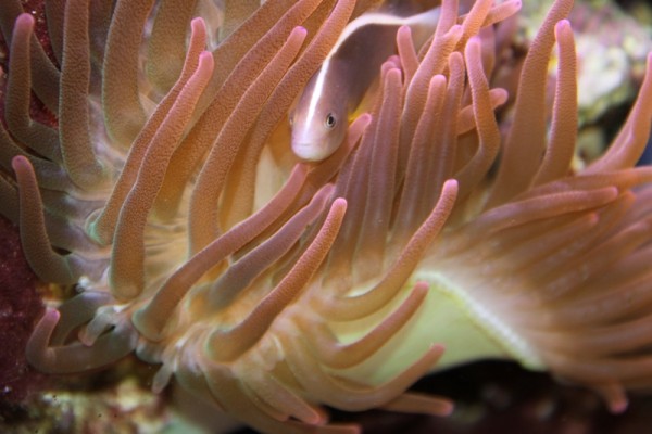 IMG_0086.JPG (215.71 Kio) Consulté 14500 fois IMG_0086.JPG