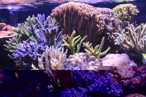 IMG_0748.JPG (386.16 Kio) Consulté 15168 fois IMG_0748.JPG