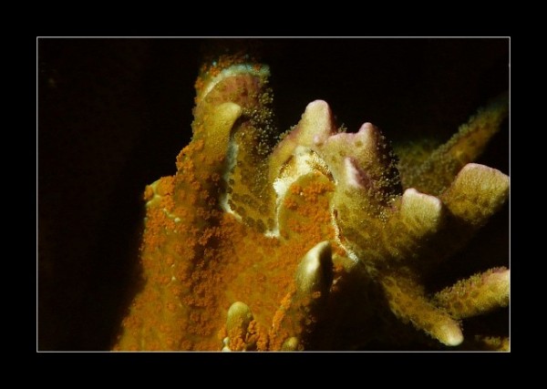 Deux digitata de couleur différente qui bataille