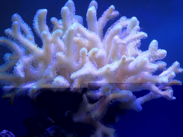 corail2.jpg