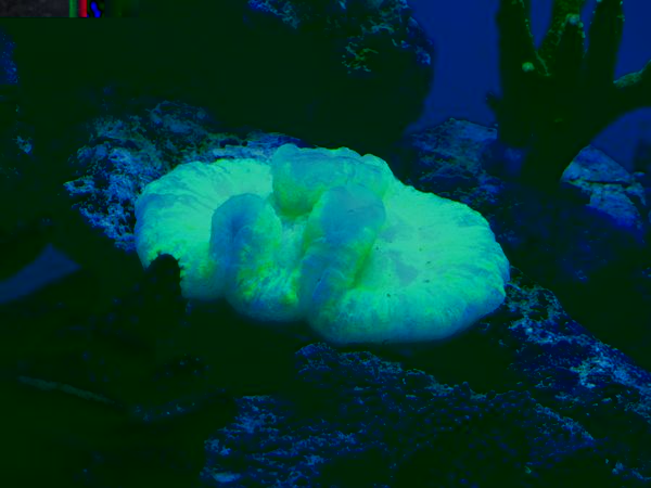 corail.jpg