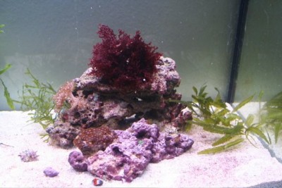 hippodecor3.jpg