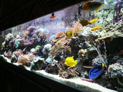 P1030225.JPG (160.81 Kio) Consulté 9586 fois août 2009