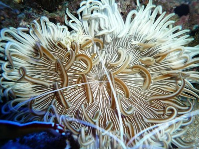 P1030253.JPG (173.62 Kio) Consulté 9582 fois août 2009