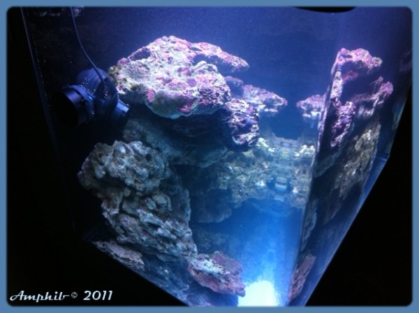 Amphibreef haut gauche.JPG (197.55 Kio) Consulté 54125 fois Vue plongeante gauche