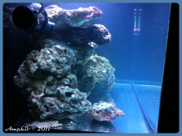 Amphibreef gauche.JPG (204.62 Kio) Consulté 54125 fois Vue de gauche