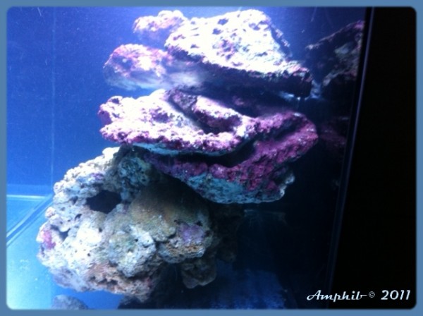 Amphibreef droite.JPG (193.81 Kio) Consulté 54125 fois Vue de droite