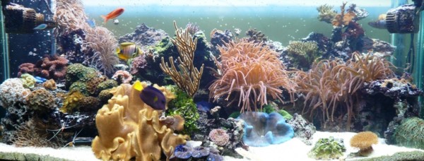 P1030681.JPG (192.43 Kio) Consulté 10270 fois 650 litres