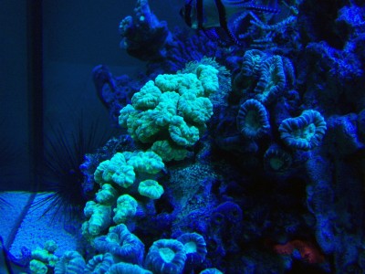 8.jpg (584.91 Kio) Consulté 11653 fois 8.jpg