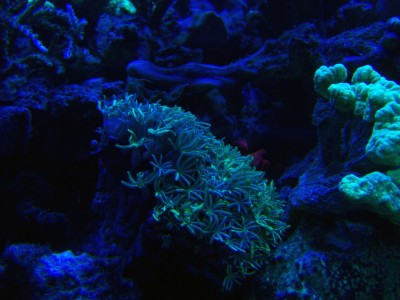 9.jpg (459.51 Kio) Consulté 11644 fois 9.jpg